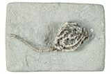 Fossil Crinoid (Linocrinus) - Crawfordsville, Indiana #291766-1